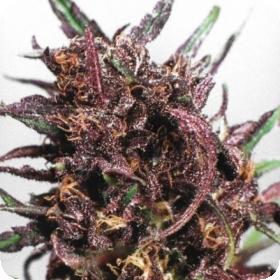 Dutch  Passion  Purple 1  Feminised  Cannabis  Seeds 0