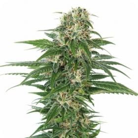 Early Skunk AUTO Feminised Seeds