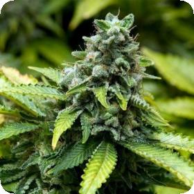 Early  Widow  Advanced  Cannabis  Seeds 0