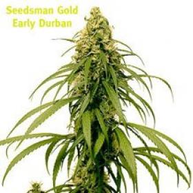 Early Durban Regular Seeds