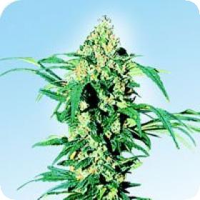 Early Girl Regular Seeds