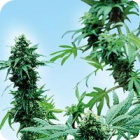 Early Skunk Regular Seeds