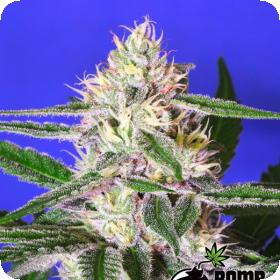 Edam Bomb Regular Seeds