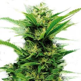 Emerald Jack Feminised Seeds