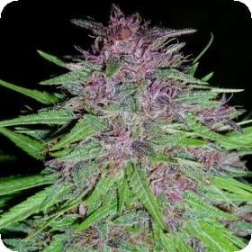 Erdpurt  Reg  Ace  Cannabis  Seeds 0