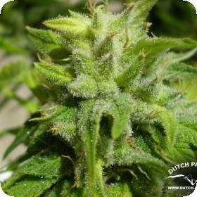 Euforia Regular Seeds