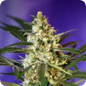 Fast Bud #2 Auto Feminised Seeds