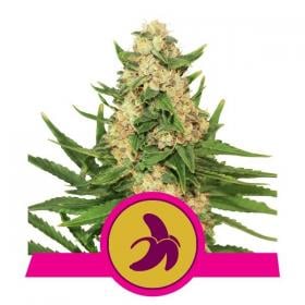 Fat  Banana  Feminised  Cannabis  Seeds  Royal  Queen  Cannabis  Seeds 0