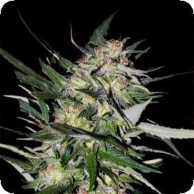 Collection #4 Feminised Seeds