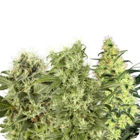 Female Mix Feminised Seeds