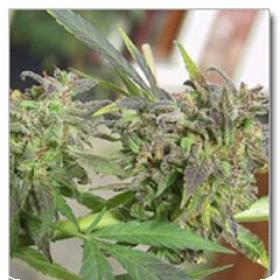 Easy Sativa Feminised Seeds