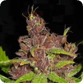 Purple Mazar Autoflowering Regular Seeds