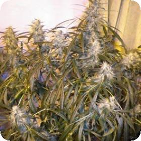 Number One Autoflowering Feminised Seeds