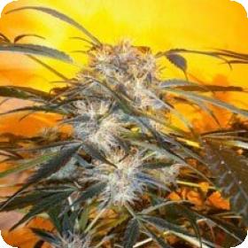 Nirvana Sky Autoflowering Feminised Seeds