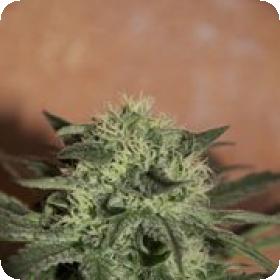 Auto Lemon Feminised Seeds