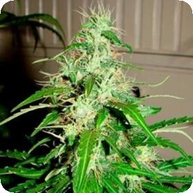 Diesel Haze Autoflowering Regular Seeds