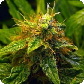 Purple Mazar Autoflowering Feminised Seeds