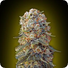 Sweet Critical Feminised Seeds