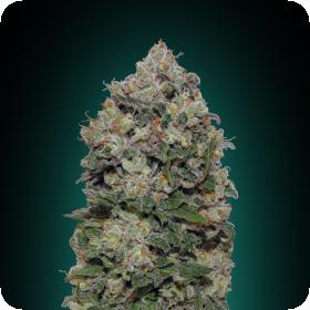 Northern Lights Feminised Seeds