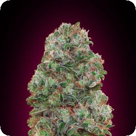Bubble Gum Feminised Seeds