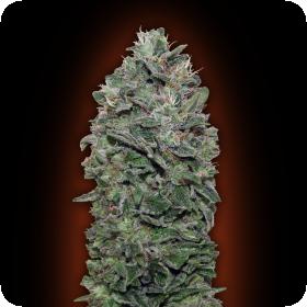 Sweet Soma Feminised Seeds