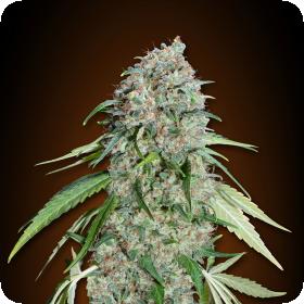 Chocolate Skunk CBD Feminised Seeds