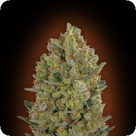 Female Collection #3 Feminised Seeds
