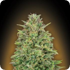 Female Collection #4 Feminised Seeds