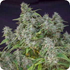 Frosty Friday Regular Seeds