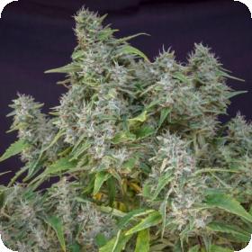 Frosty  Friday  Regular  Cannabis  Seeds  Super  Sativa  Seed  Club 0