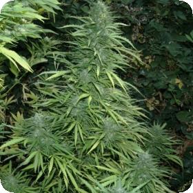 Fruity Cristal Kush SuperAuto Feminised Seeds