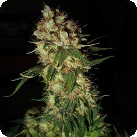 G13  X  Blueberry  Headband  Feminised  Cannabis  Seeds  Emerald  Triangle 0