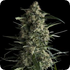 Galaxy  Cbd  Feminised  Cannabis  Seeds  Pyramid  Cannabis  Seeds 0