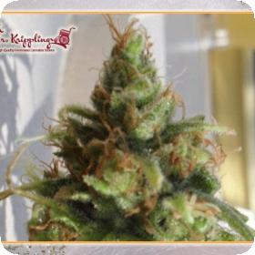 Ganj-nam Style Feminised Seeds