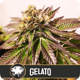 Gelato Feminised Seeds