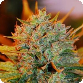 Gigabud Feminised Seeds