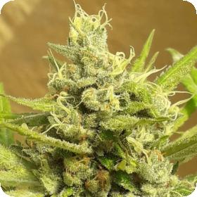 Girl Scout Cookies AUTO Feminised Seeds