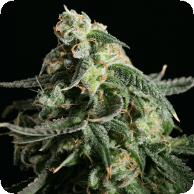 Girl  Scout  Cookies  Feminised  Cannabis  Seeds  Blimburn  Cannabis  Seeds 0