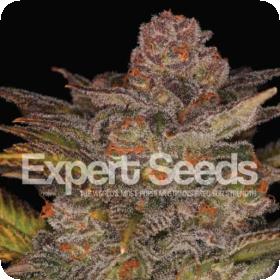 Glueberry  Auto  Feminised  Cannabis  Seeds  Expert  Cannabis  Seeds 0