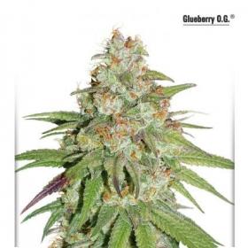 Glueberry  Og  Feminised  Cannabis  Seeds  Dutch  Passion