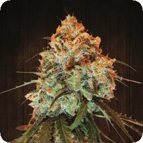 Golden Tiger Feminised Seeds