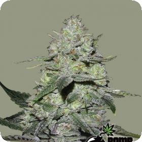 Gorilla Bomb Feminised Seeds