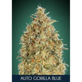 Gorilla  Blue  Auto  Feminised  Cannabis  Seeds  Advanced  Cannabis  Seeds 0