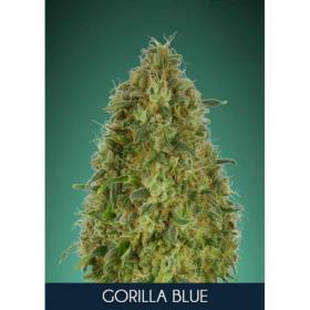 Gorilla  Blue  Feminised  Cannabis  Seeds  Advanced  Cannabis  Seeds 0