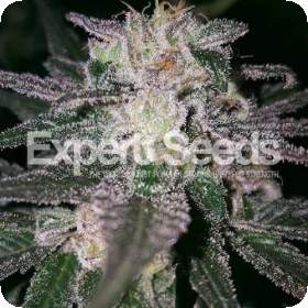 Gorilla Cookies Feminised Seeds