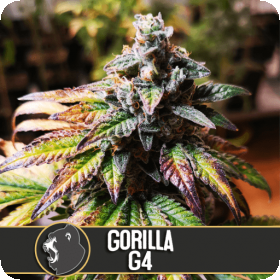 Gorilla Glue #4 Feminised Seeds