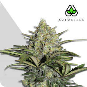 Gorilla  Glue  Auto  Feminised  Cannabis  Seeds  Auto  Cannabis  Seeds 0