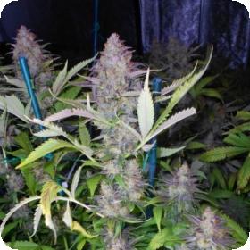 Grapefruit  Krush  Feminised  Cannabis  Seeds  Emerald  Triangle 0