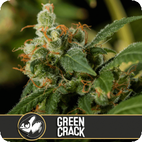 Green  Crack  Feminised  Cannabis  Seeds  Blimburn  Cannabis  Seeds 0