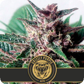 Grizzly Purple Auto Feminised Seeds